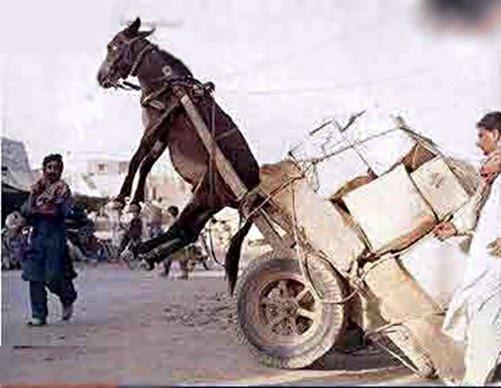 1937 ylnda stanbul Belediyesi ehir iinde eekle nakliyat yaplmasn yasaklad