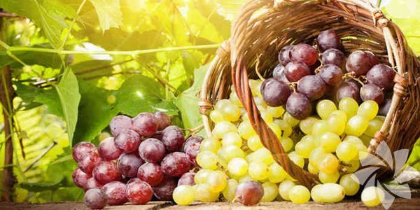 Cilt sktrc zellii nedeni ile tonik olarak kullanabilirsiniz.