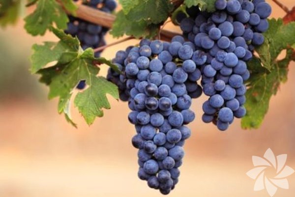 Salarnz kepekleniyorsa zm ekirdei yapn krem gibi kullanp bu durumdan kurtulabilirsiniz.