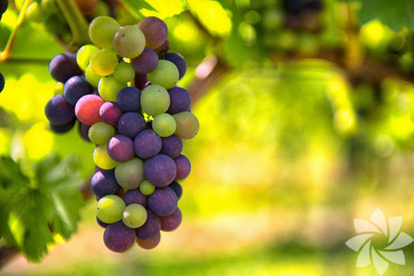 Anti-inflamatuar zellii sayesinde hemoroid ile ilikili oluan ime ve ary giderir. Ayn zamanda hemoroid kanamalarna da iyi gelir.