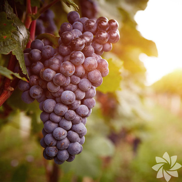 Fazla hzl kilo alp vermekten ya da hamilelik nedeni ile oluan atlaklarnzdan kurtulabilirsiniz.