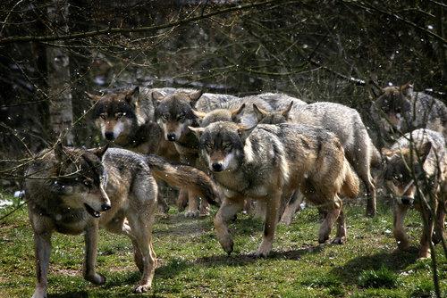 Vahi doada hayatta kalmak zor.