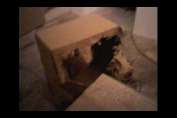 Topkap Saray'ndaki el yazmalar ryor