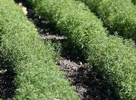 Kekiin farkl blgelerde iklim kuaklarnda yetien 300&#8217;den fazla tr olduu tahmin ediliyor.