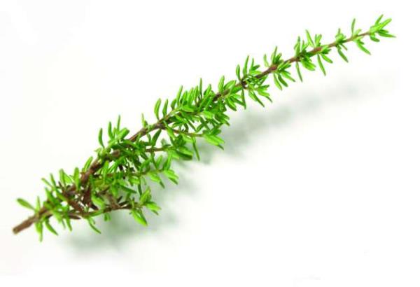 Yine 10 yl kadar nce yaplan bilimsel aratrmalarn sonularna gre kekiin ierdii maddelerden Karvakrol, tmrlerin geliimini yavalatyor.