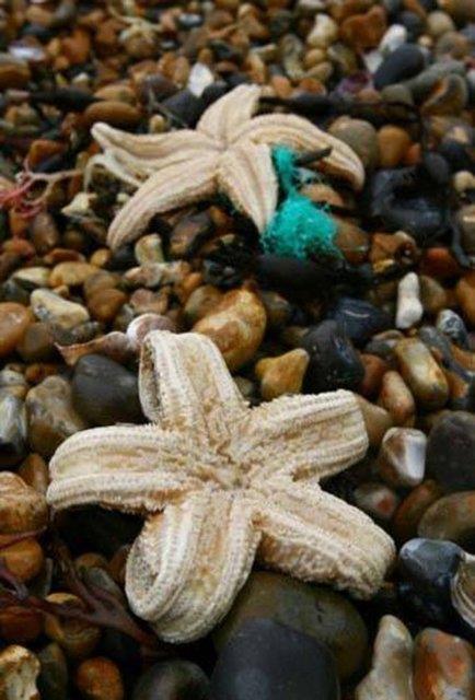 Denizyldzlarnn beyni yoktur.