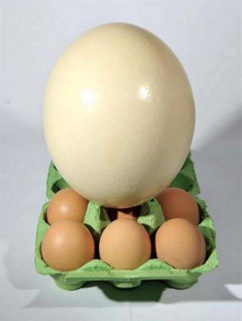 En byk ku yumurtas devekuunundur. 15 - 20 santimetre uzunluunda ve ortalama 1.7 kilogram arlndadr. Kaynatlarak piirilmesi 40 dakika srer.