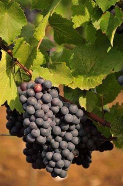 zm mikrodalgaya koyarsanz patlar.