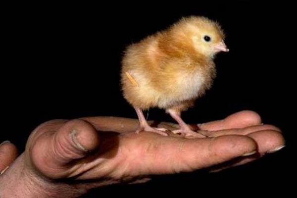 Dnyada insanlardan daha ok tavuk var.