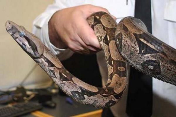 Bir ylan 3 yl uyuyabilir.