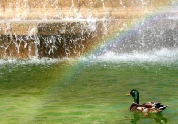 rdein sesi yank yapmaz.