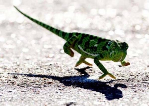 Bukalemunlarn dilleri,vcutlarndan iki kat uzundur.