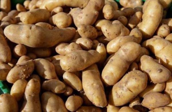 Elma, soan ve patatesin tad ayndr. Fark sadece tamamen kokularndan kaynaklanr. Aslnda hepsi tatldr.