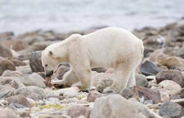 Dnyadaki s 1900 ylndan itibaren 0.7 derece artt.
