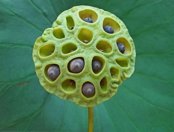 Bu sizin tylerinizi diken diken ediyor mu?  <br>  O zaman sizde Tripofobi, yani delik fobisi olabilir.