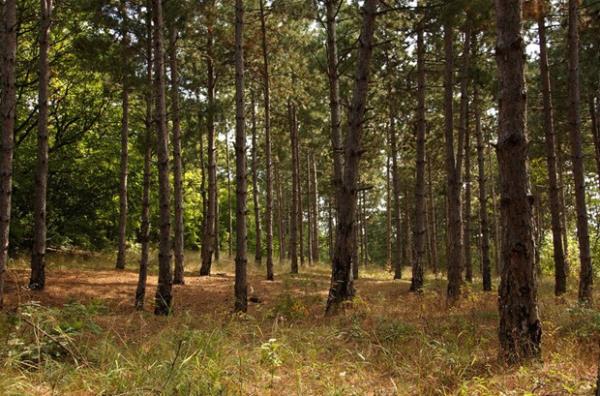 Bu iinize korku salyor mu?<br>    Eer salyorsa sizde Dendrofobi, yani aa korkusu olabilir.