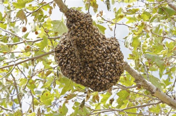 Bunu grnce kalbinize bir ey saplanyor mu?  <br>  O vakit sizde Melisofobi, yani ar korkusu olabilir.