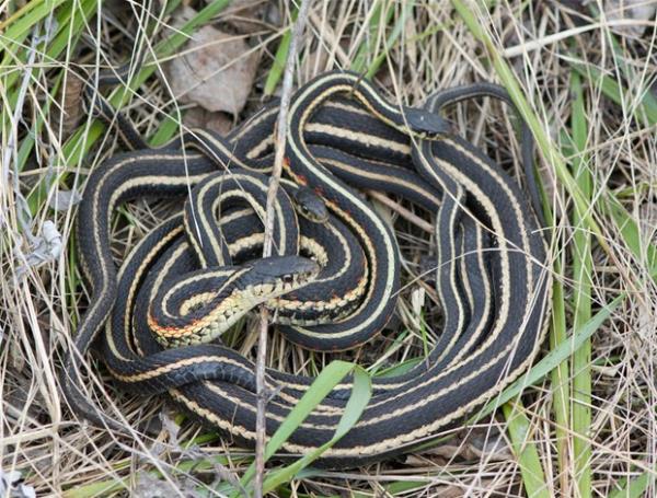 2. Bu sizde lk atma hissi uyandryor mu?<br>    O zaman sizde Ofidiyofobi, yani ylan korkusu olabilir.