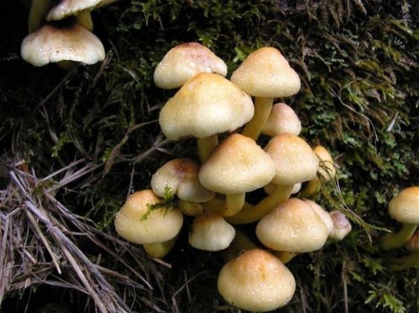 Bu sizin gzyalarnz dkmeniz iin yeterli mi?  <br>  O vakit sizde Mikofobi, yani mantar korkusu olabilir.