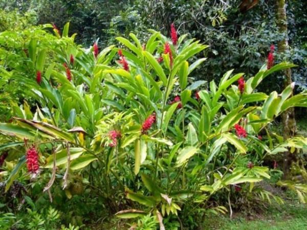 Ancak safra ta olanlarda tan hareket ederek safra kanaln tkamas ya da safra kesesi alnm kiilerde artan safra salgsnn yol aabilecei bel hizasndaki ar durumlarna kar bilinli olmak gerektii belirtiliyor.