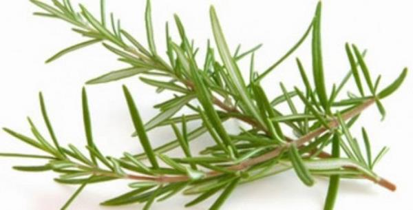 Bu zelliinin yannda sindirime yardmc olduu da biliniyor. Biberiye uucu yann iindeki "keton" bileenlerinin karacier toksisitesi yapmas nedeniyle ok fazla miktarda tketiminden kanlmas gerekiyor.