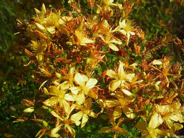 Sar kantaron, depresyon ve lsere kar olduka etkili ve gvenilir bir bitki.