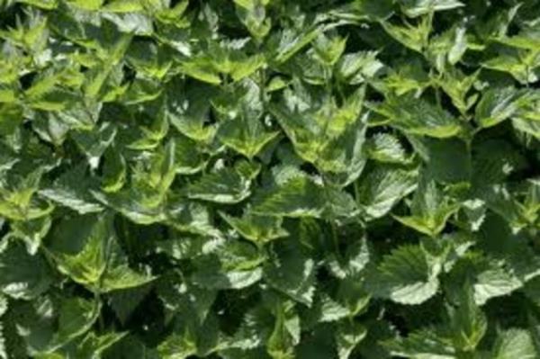 Ayrca baz bitkilerde kan ekerini drc bileenlerin miktarnn fazla olmas diyabet hastalarnda kan ekerinin ar dmesine bal sorunlar yaratabiliyor.