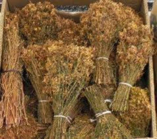 Bu nedenle organ nakli olmu kiilerin sar kantaron bitkisinden uzak durmalar neriliyor.