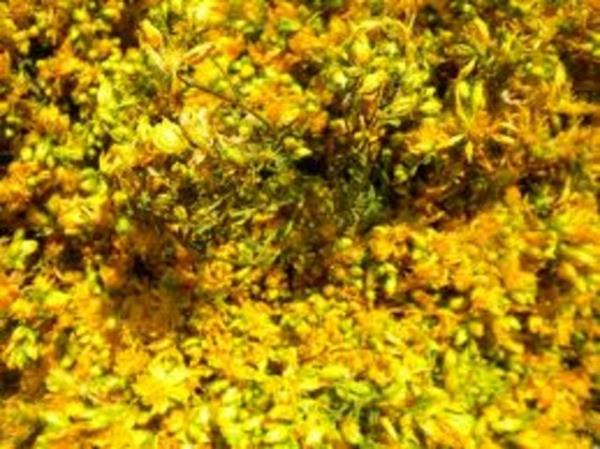 Ancak organ nakli olan kiilerin vcuduna doku reddini nlemek amacyla verilen ilacn hzla atlmasna neden olarak hastaya nakledilen organn reddine yol aabiliyor.