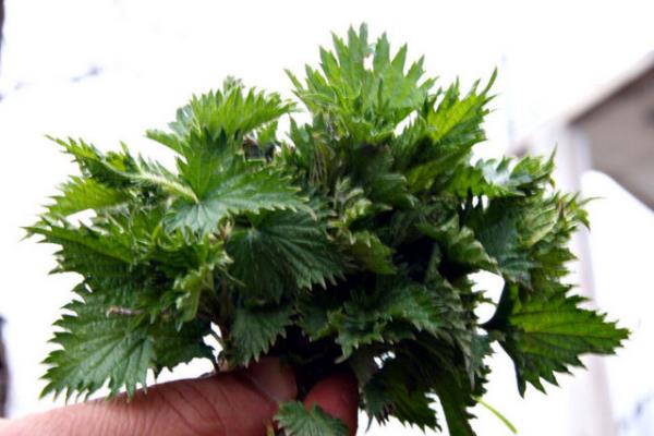 Buna bal olarak bbrek ta olan kiilerin bitki aylarn tketirken byk bir tan idrar yollarna derek yolu tkayabilecei riskini gz nnde bulundurmas gerekiyor.