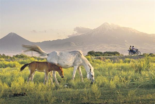 O gzel atlar ve Ar Da...  <br>  Idr&#8217;dan tablo gibi bir fotoraf. Ar Da ve Kk Ar fonunda, hzla geen bir motosiklet ve zgr atlar..