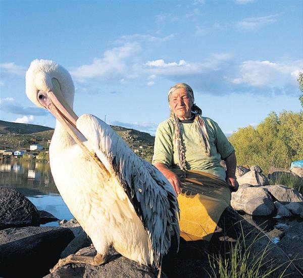 Glsar Teyze ve pelikanlar    <br>Ardahan&#8217;da ldr Gl&#8217;ne kys bulunan Akakale Adas&#8217;nda oturan Glsar Teyze,  torunlarnn adlarn verdii pelikanlarn i balkla besliyor.
