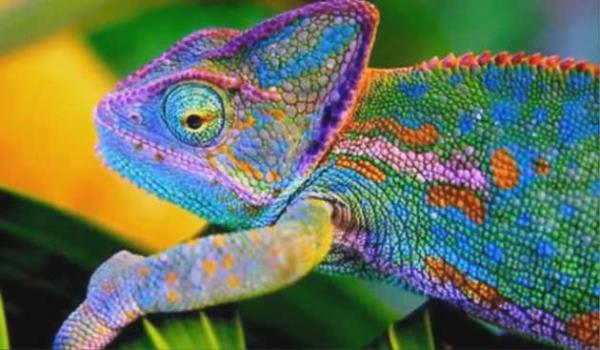 <p>Bukalemunlar etraftaki nesnelere gre renk deitirir</p>  <p>  DORUSU: Bukalemunlar etrafndaki objelere gre deil, sya, iletiime ve o anki his durumlarna gre renk deitirir. Ayrca dokunduklar madde de renk deitirmelerinde etkendir. </p>  <p>Yanl bilinme oran: Yzde 69</p>