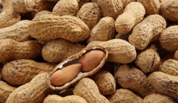 <p>Yerfst bir tr fndk ya da ceviz trdr</p>  <p>  DORUSU: Yerfstklar baklagiller ailesindendir ve fasulye, bezelyegillerdendir.</p>  <p>Yanl bilinme oran: Yzde 47</p>