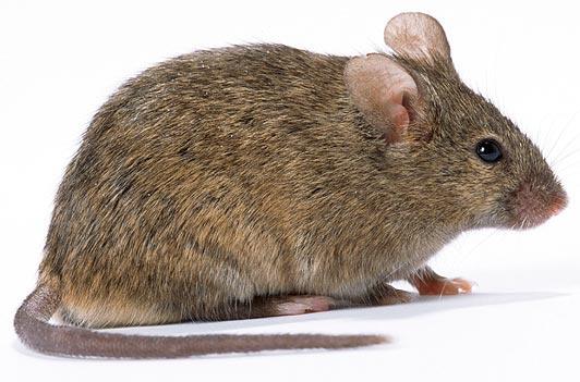 <p>Londra&#8217;da her daim bir fareden yalnzca 2 metre uzaklkta olduunuz sylenir. Fakat bu kabaca bir tahmindir nk sz konusu kemirgenler ayn oranda yaylmamtr.</p>