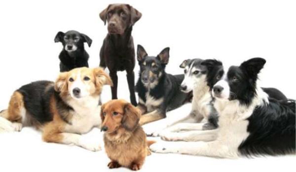 <p>1 insan ya 7 kpek yana edeerdir</p>  <p>  DORUSU: Kpeklerin ya tamamen cinslerine, byklklerine ve nasl beslendiklerine gre deiir.</p>  <p>Yanl bilinme oran: Yzde 54</p>