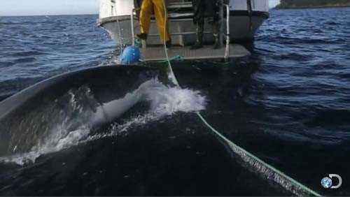 Byk beyaz bir kpek bal az daha tekneyi paralyordu.
