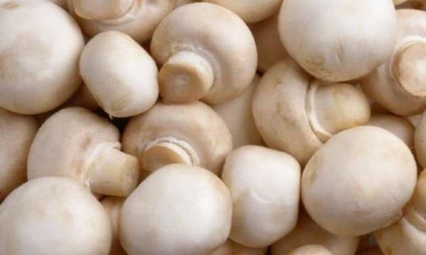 MANTAR: Bir kap i mantar<br>  Buyrun bakalm. nerilenin aksine bizim piirip veya halayp yediimiz bir ey daha. Kanserle mcadelede etkili bir antioksidan olan mantar...