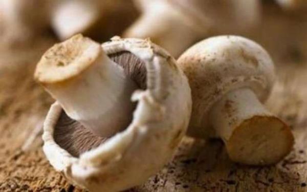 vcudun toksinlerden arnmasn doal yollarla salayan riboflavin vitaminini barndrr. Ayrca hayvansal hibir besin tketmeyenlerin de vazgeilmez D vitamini kaynadr.