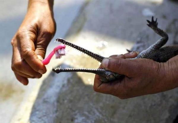 te internet ortamnda paylalan ve en ok baklan en ilgin ve tam o anda ekilmi inanlmaz fotoraflar...