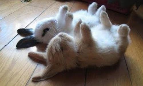 nsanlar da uyku srasnda rya grdklerini bilmiyor, fakat uyandnda bunun farkna varyor. Ayn ey bu hayvanlar iin de geerli mi bilemiyoruz.