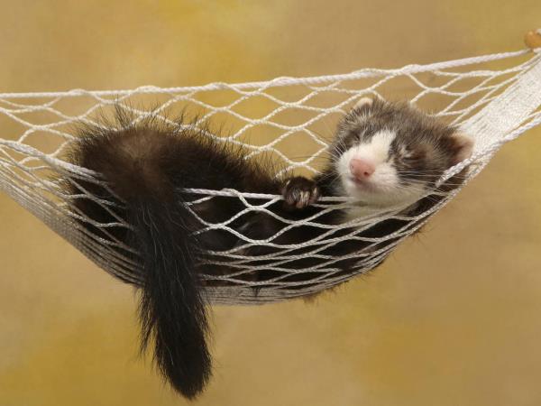 Hayvanlar da dnebilen ve hatralar olan yaratklardr. Onlarn beyinlerindeki, hatralarn topland bilgi bankasnn da tpk insanlarn beyninde olduu gibi dinlenmeye, yeniden organize olmaya ihtiyac vardr.