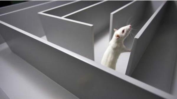 RYADAK LABRENT<br>    Ryalar anlamann tek yolu insanlarn uyku srasndaki hareketlerini gzlemek deil. Artk beyin hcrelerinin elektrik ve kimyasal aktivitelerine de baklabiliyor.