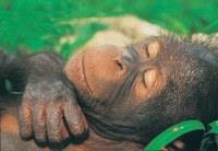 BTN HAYVANLAR RYA GRR M ?<br>Hi kimse, henz ryalarn tam ilevini zebilmi deil. Ama u da bir gerek ki ; rya grmek, beynimizde bilgilerin depolanmas ve bellein gc konularnda olduka faydal.