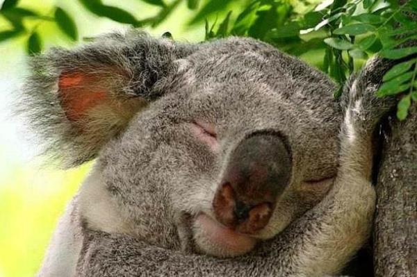 Birincisi uykunun eitli aamalarnda hayvanlarn fiziksel davranlarn incelemek, ikincisi ise uyku srasndaki beyin aktivitelerinin insan beynine benzerlik gsterip gstermediini anlamak.