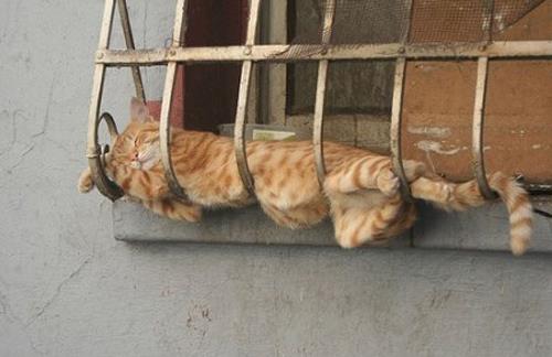 Kedilerin uykuda fare avlyor gibi davrandklar, benzer davranlarn kpeklerde de grld sonucuna varld.