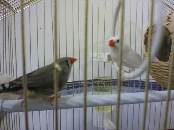 UYKUDA TME PROVASI<br>    Chicago niversitesi&#8217;nden aratrmaclar ise zebra ispinozlarnn beynini incelediklerinde benzer eyler grdler. Bu kular t melodilerini sonradan reniyor.