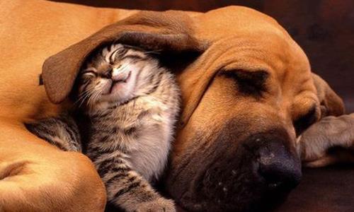 Kpeklerin derin uykudayken hrlamas, baz hareketler yapmas onlarn rya grmesinin nemli iareti.