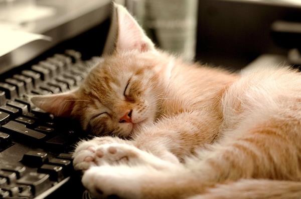 UYKUDA KOAN KED  <br>  Aratrmaclar hayvanlarda benzer bir durum yaratarak nasl rya grdklerini inceleyebileceklerini dnd.