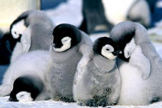 Ayn ekilde gerek dnya ile rya arasnda ayrm yapp yapamadklarn da. Fakat insan ryasnn psikolojik ve davransal zelliklerinin hayvanlarda da gzlendiini kesin olarak syleyebiliriz.